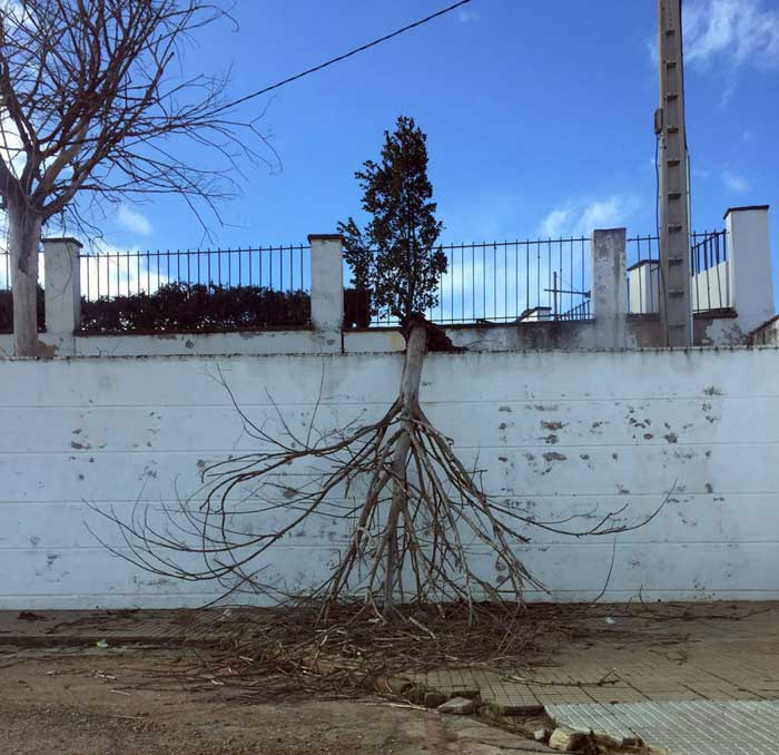 l temporal provoca el arrancamiento de rboles 