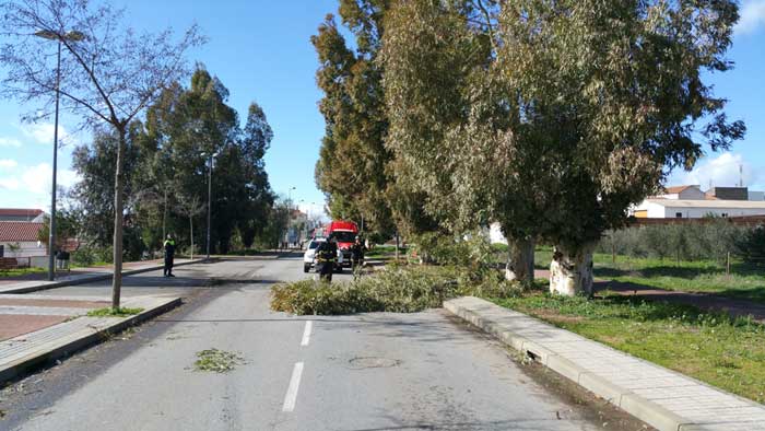 l temporal provoca el arrancamiento de rboles 