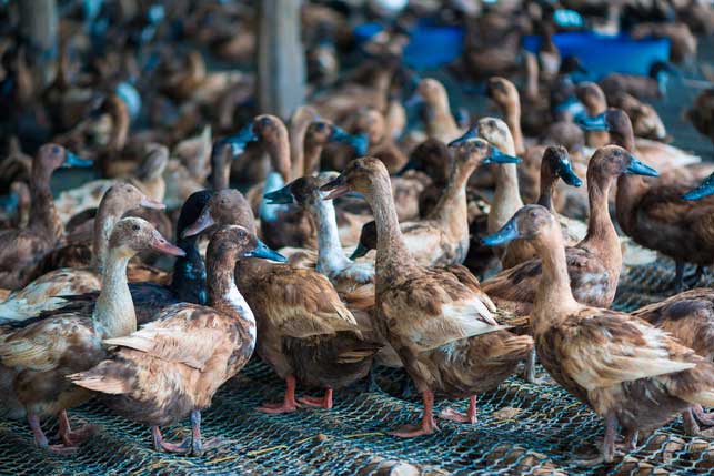 Patos criados en granja para ser vctimas de los cazadores