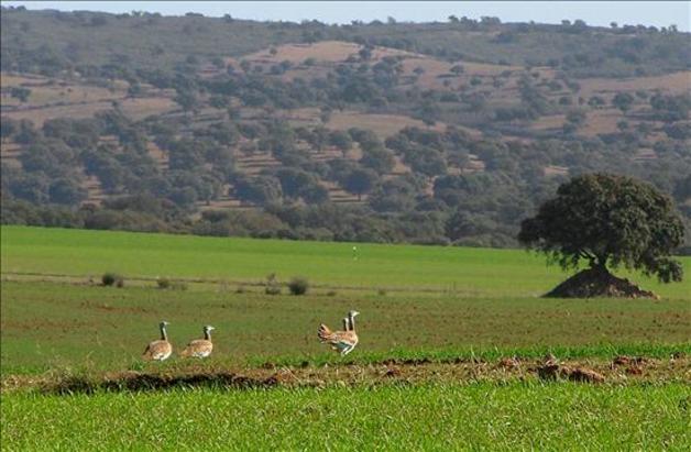 Aves esteparias en el Guadiato