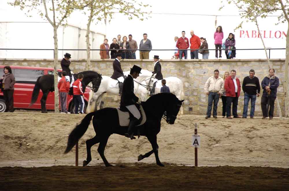  El Concurso Morfolgico de Caballos PRE 