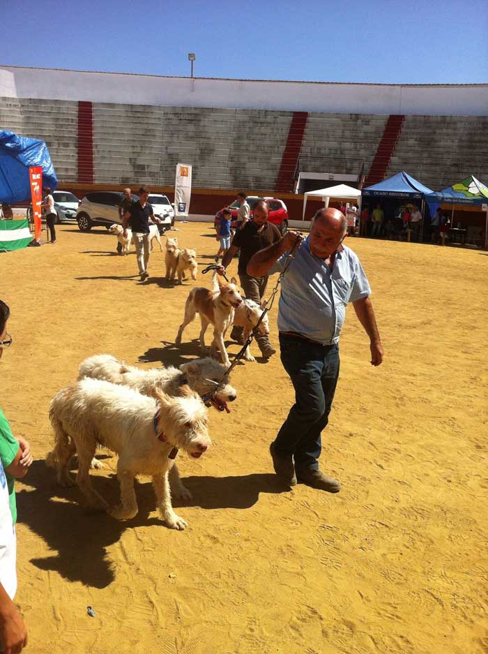 Feria cinegtica