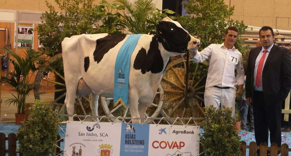 Lola, ejemplar de vaca ganador