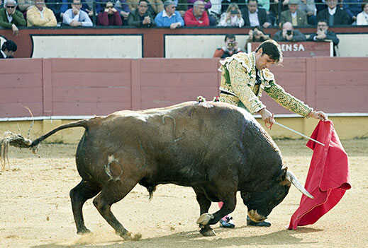 Toros en Cabra