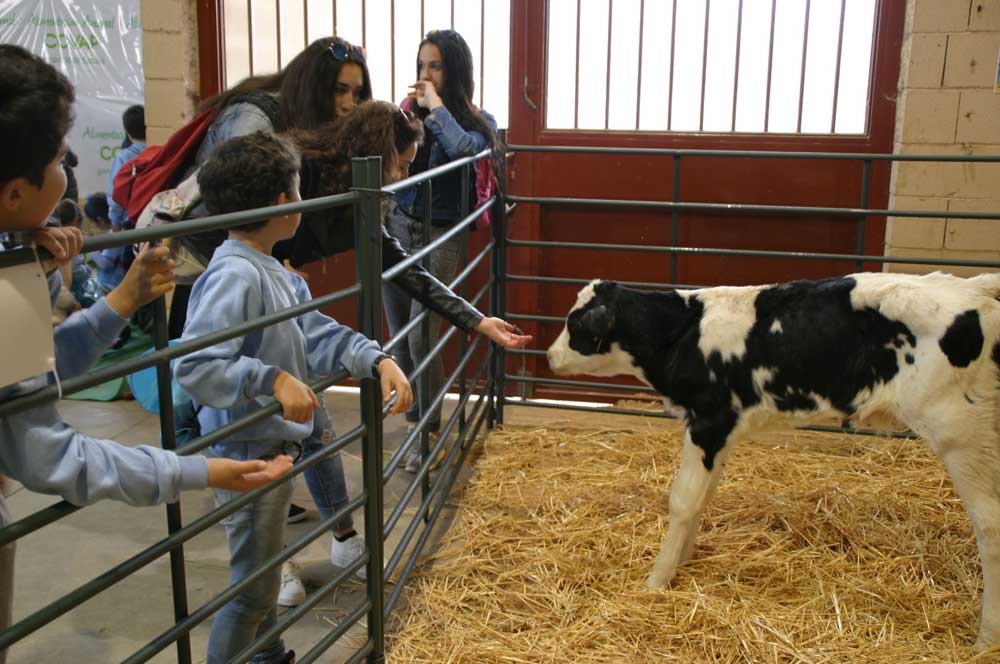  Feria Agroganadera de Los Pedroches 2016