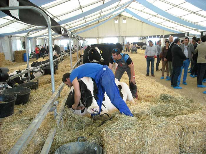 IX Feria del Ganado Vacuno de Raza Frisona