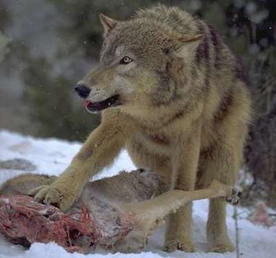 Conciliar lobo y ganado: un arte perdido