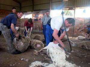 Miembros de la familia Gmez esquilando ovejas, en Villaviciosa