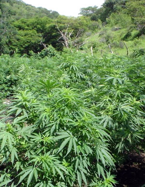 Plantacion de mariguana