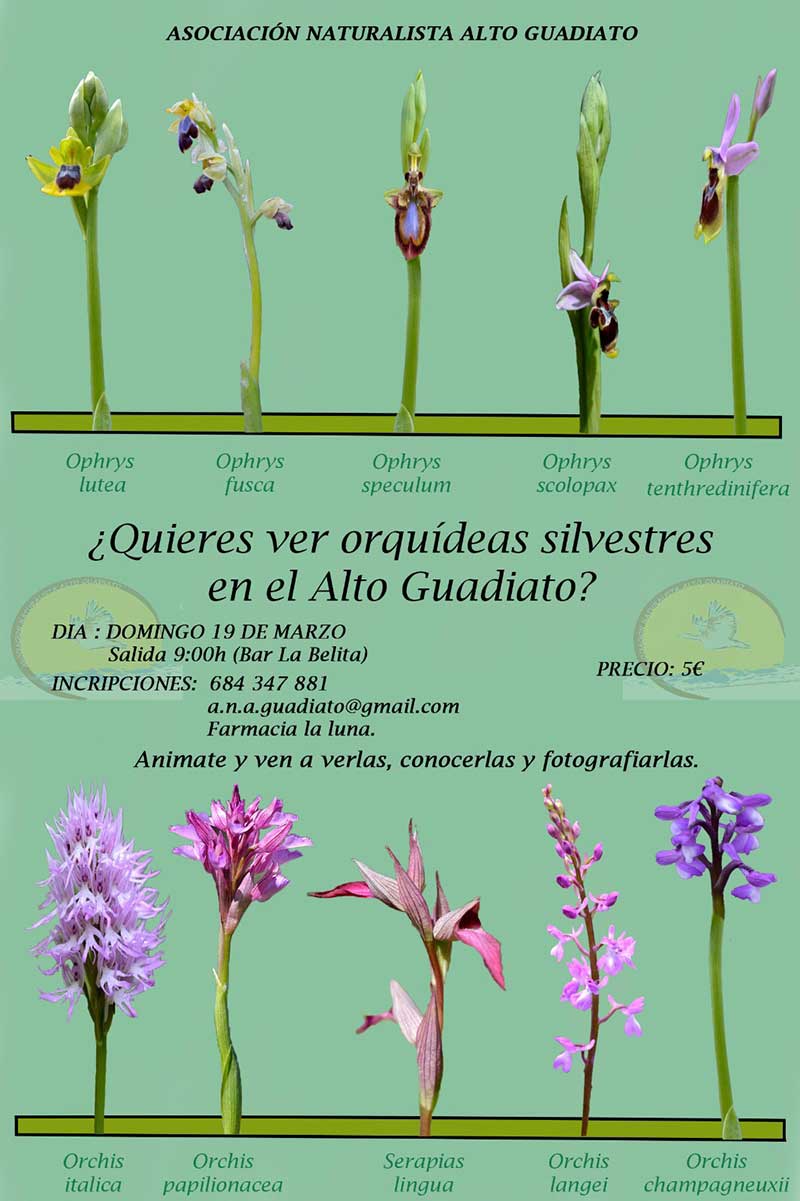 Orqudeas silvestres