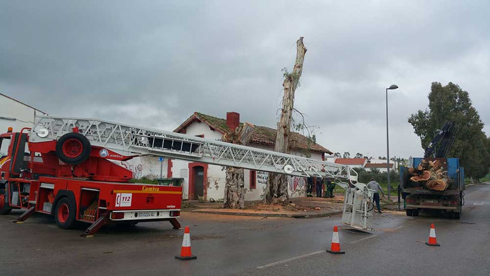 Poda de eucaliptos en la Ronda Norte