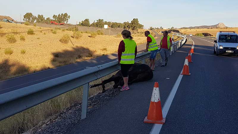 Un caballo haba invadido la N-432