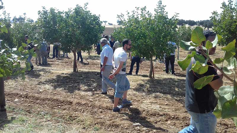 Jornada tcnica aborda las posibilidades del pistachero