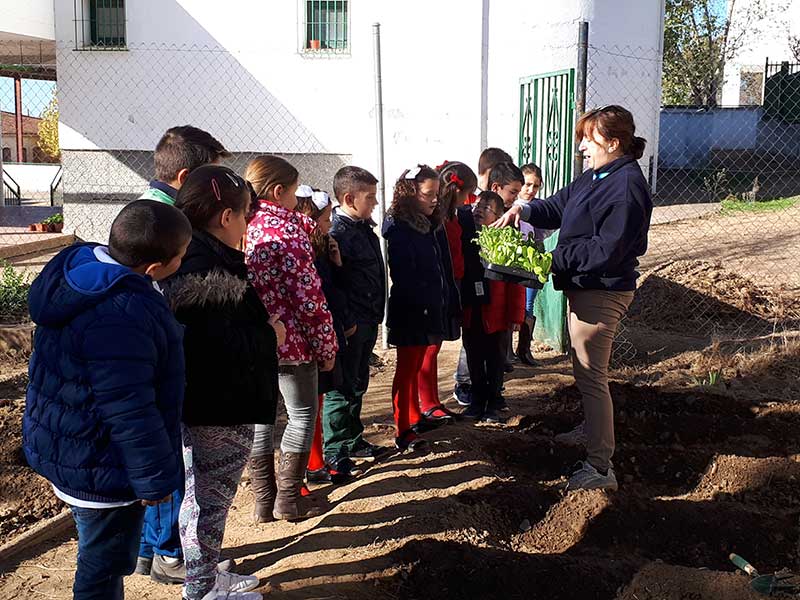 Huerto escolar CEIP Aurelio Snchez