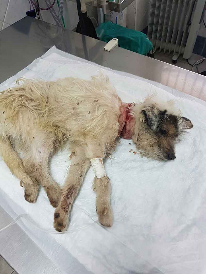 Salvan la vida de un perro moribundo maltrato brutalmente