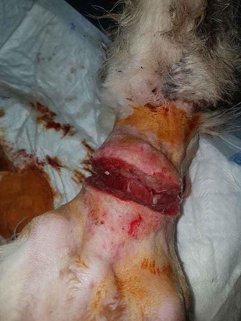 Salvan la vida de un perro moribundo maltrato brutalmente