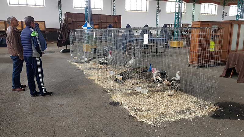 Finaliza la primera edicin de la feria avcola 