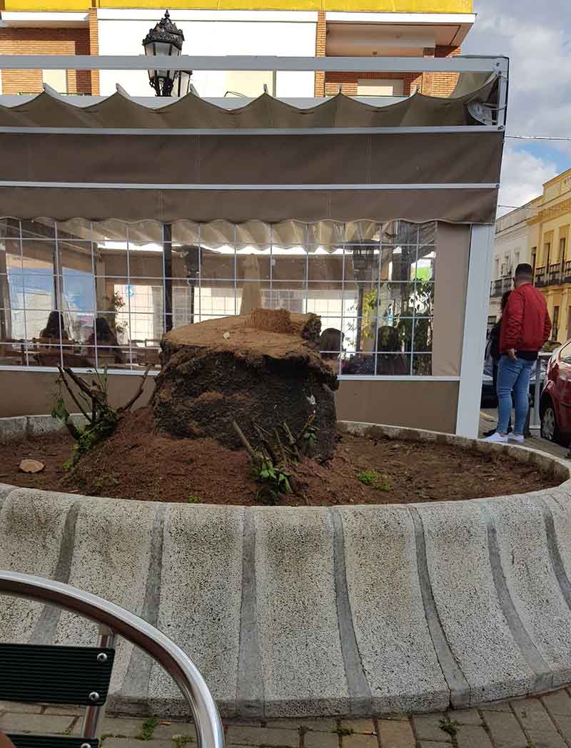 Tala de palmeras de la plaza Eulogio Paz