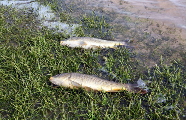 Aparecen numerosos peces muertos