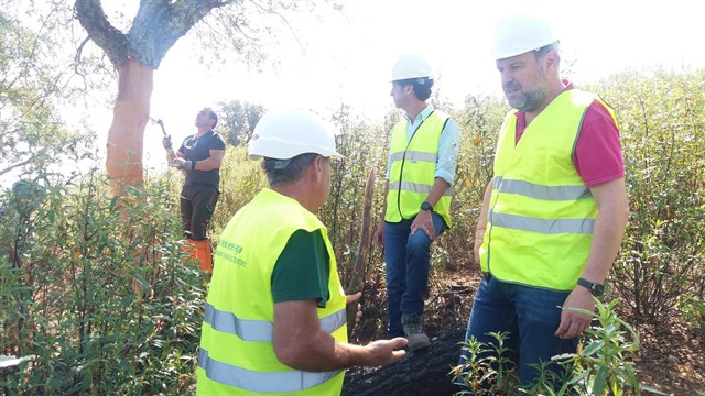 200.000 kilos de corcho en los montes pblicos de la provincia de Crdoba