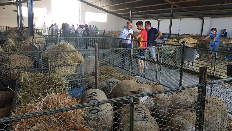 FAGA vende el 100% del ganado en la subasta de ovino