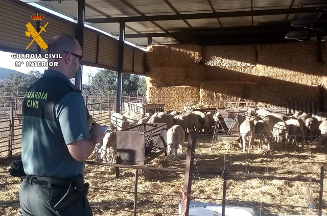 La Guardia Civil esclarece el robo de ganado ovino