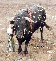 Toro con Dardos