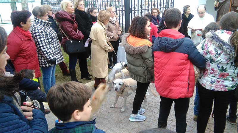 Bendicin de animales 2019 en Fuente Obejuna