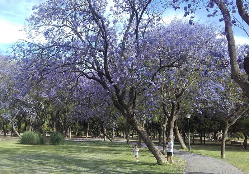 El paseo de las jacarandas