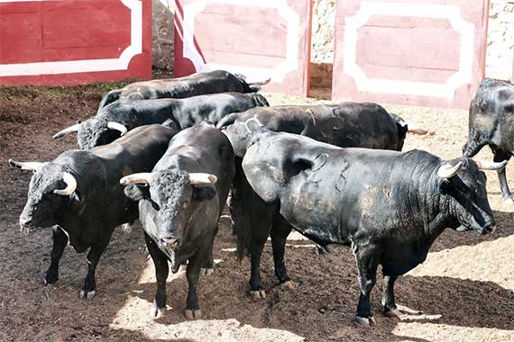 Toros de La Castilleja