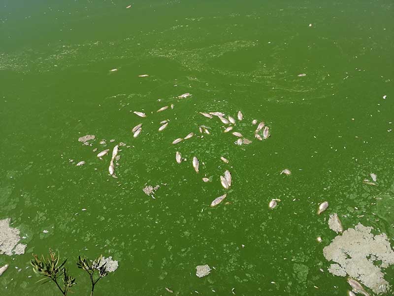 Desastre ecolgico en el embalse