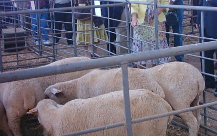 La Feria Agroganadera incrementa su presupuesto