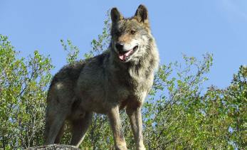 Recuperacin del lobo ibrico en Andaluca
