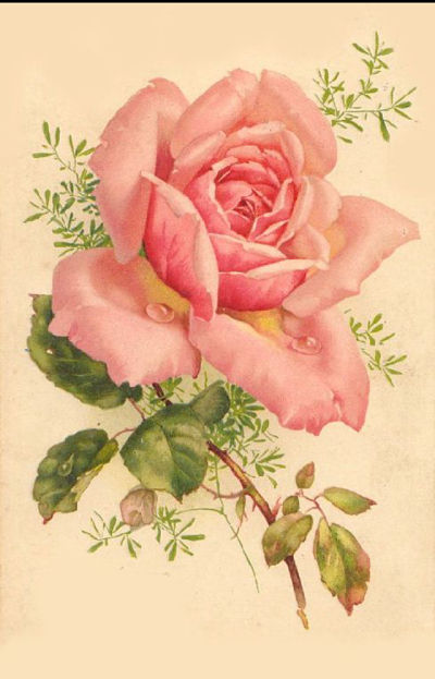 Rosa mstica  