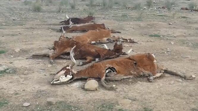 Imagen de las vacas muertas difundida por Pacma 