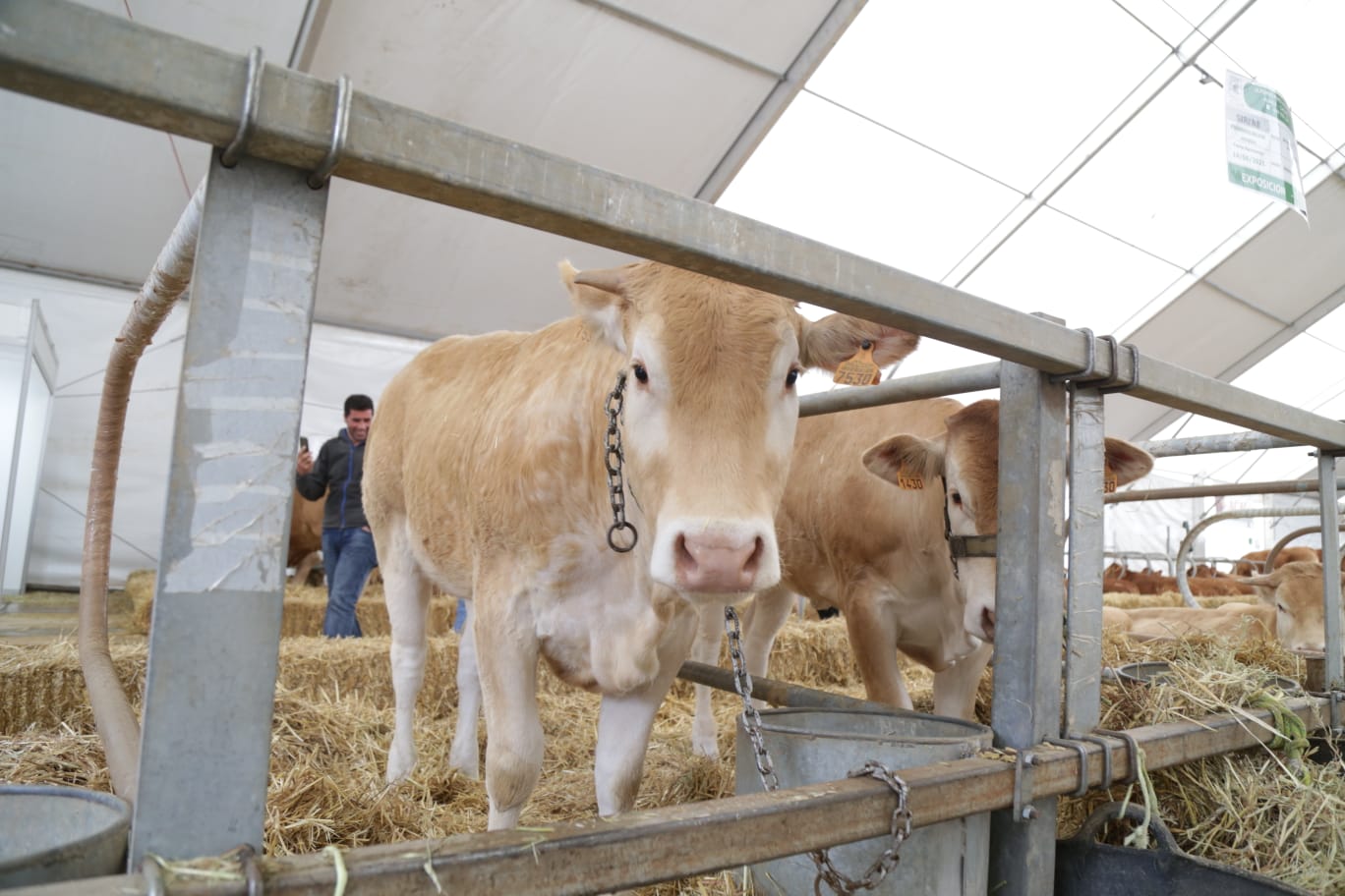 Segunda jornada de la Feria Agroganadera 