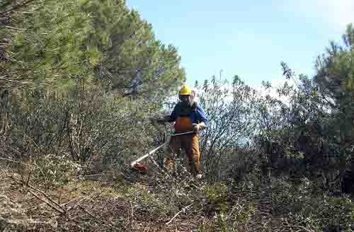 Reforestar la zona afectada de Cerro Muriano