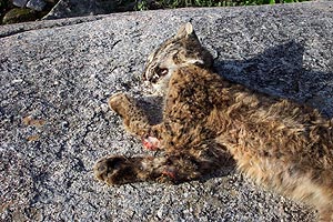 Hallan un lince muerto