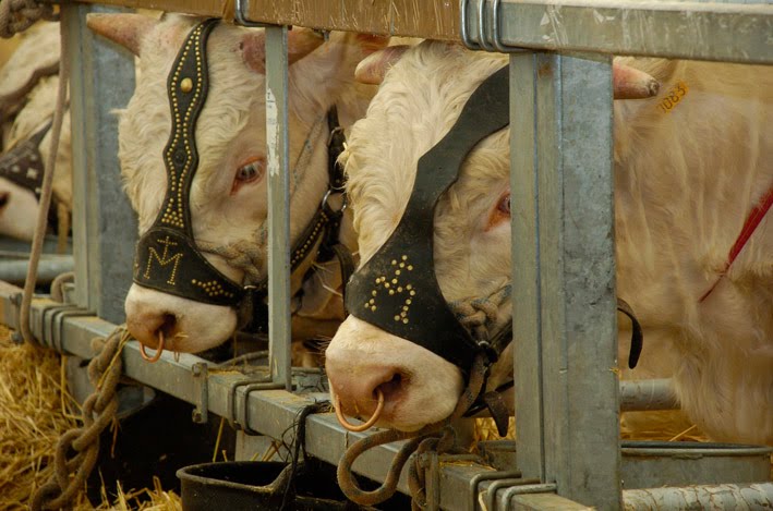 Feria Agroganadera y Agroalimentaria