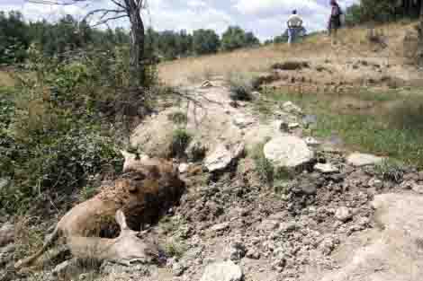 Matan a una cierva en un coto privado