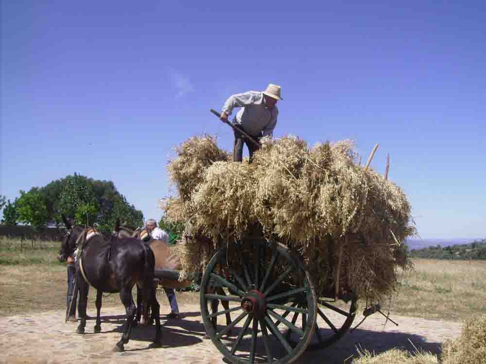  VI edicin de la Fiesta de la Siega en Ojuelos Altos