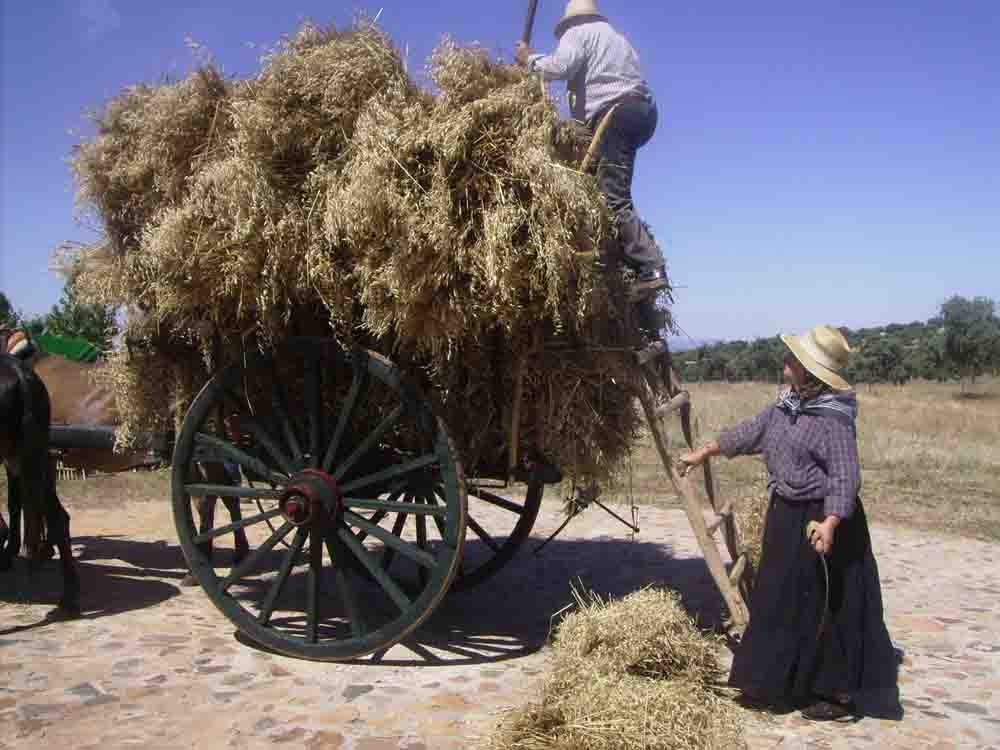  VI edicin de la Fiesta de la Siega en Ojuelos Altos