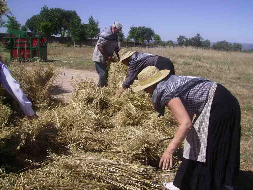  VI edicin de la Fiesta de la Siega en Ojuelos Altos