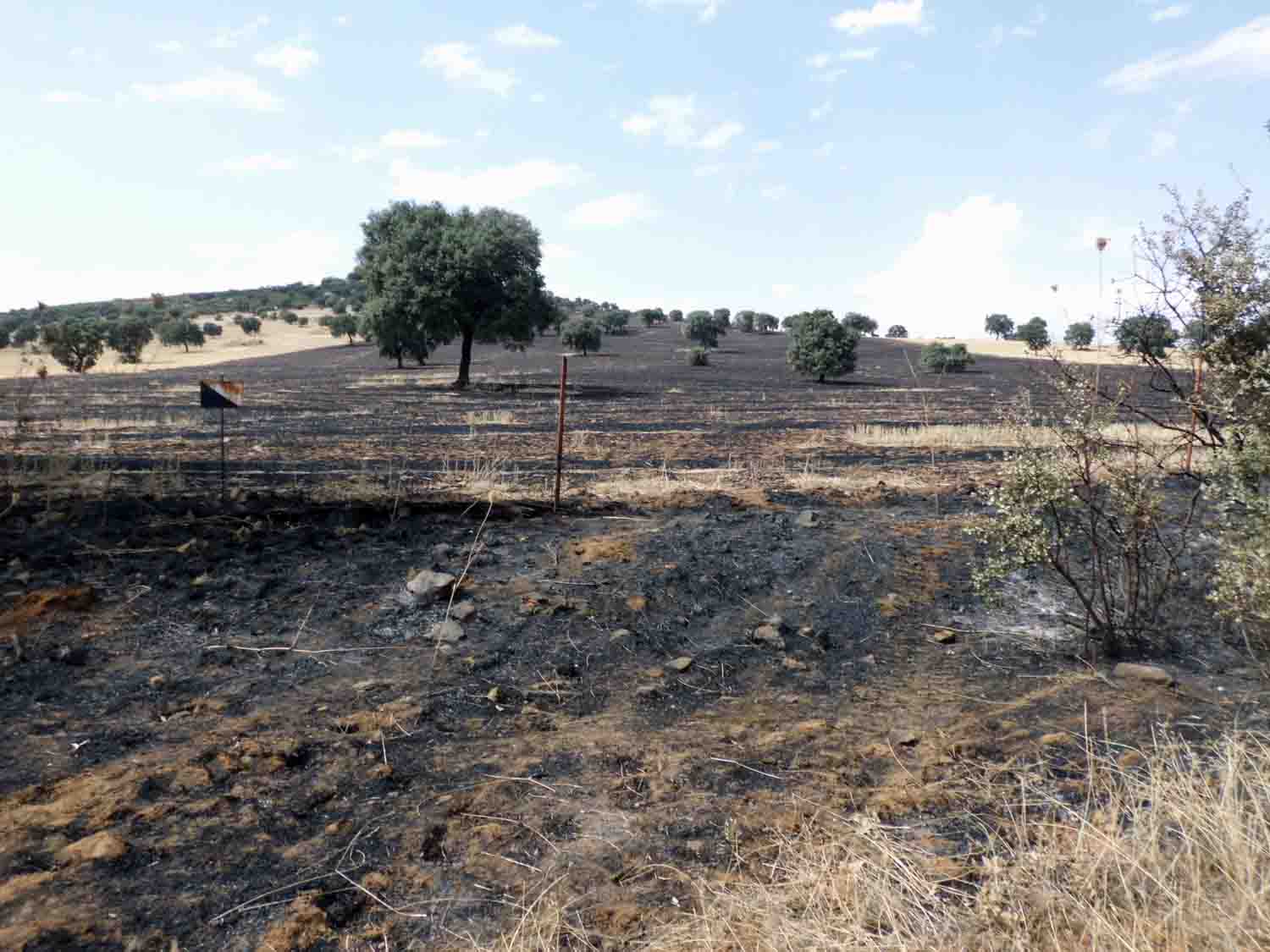 Un incendio arrasa unas 20 hectreas de pastizal