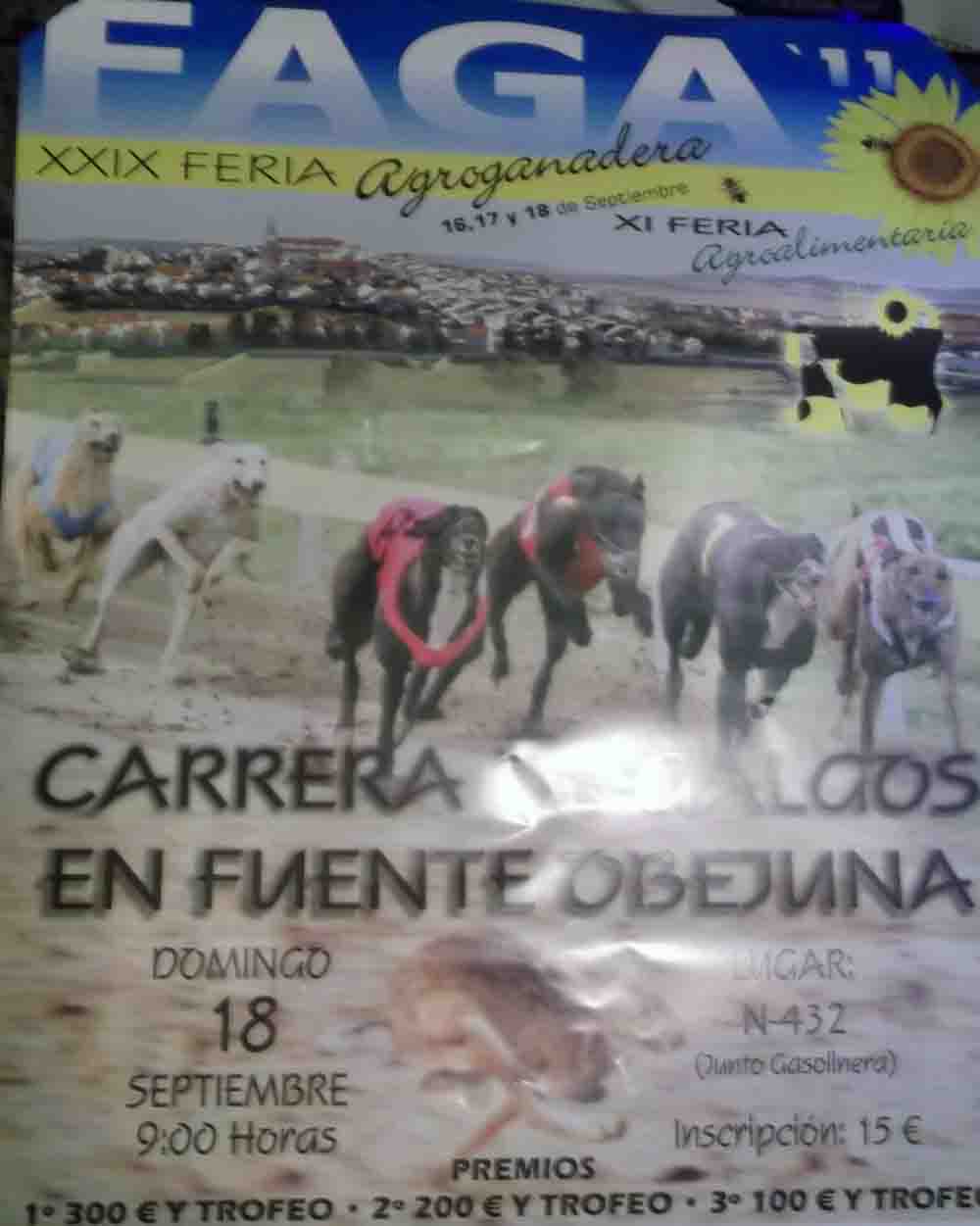 Carrera de galgos en Fuente Obejuna