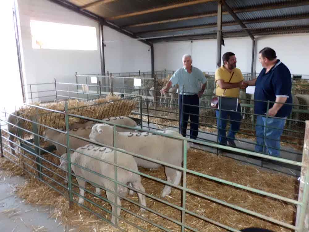 El concurso morfolgico premia a los mejores ejemplares