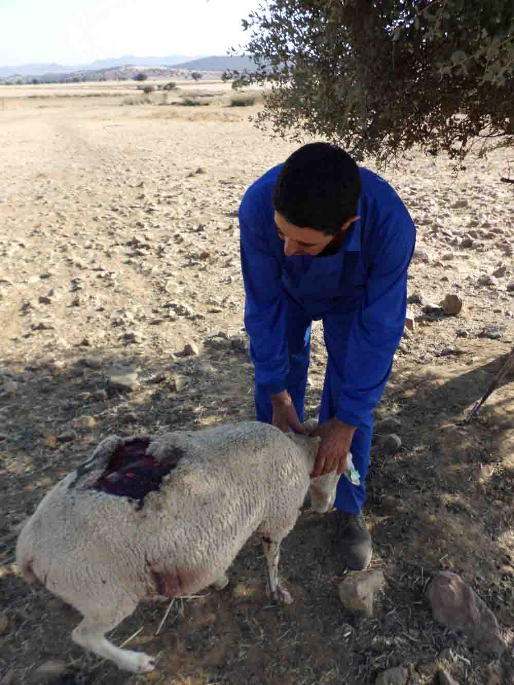 Buitres  atacan y matan a varias ovejas