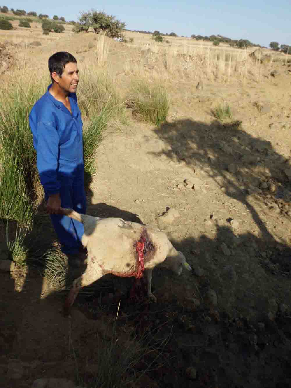 Buitres  atacan y matan a varias ovejas