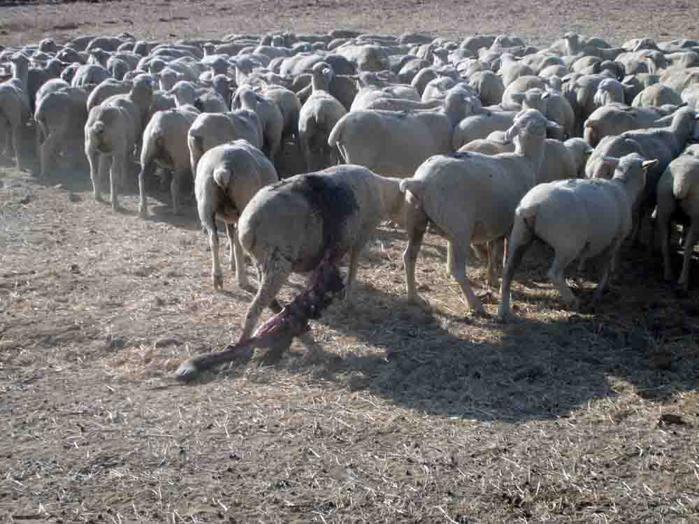 Buitres  atacan y matan a varias ovejas