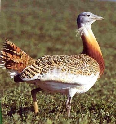 Aves esteparias de Andaluca